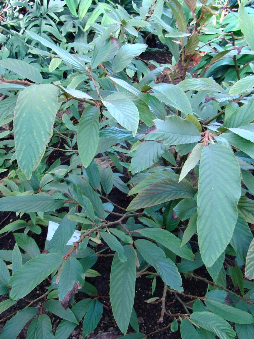 B. oxyphylla